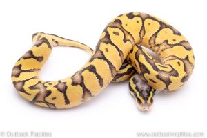 Super Pastel Enchi ball python for sale