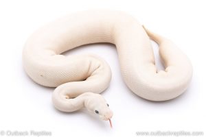 Blue Eyed Lucy ball python for sale