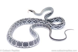 Vietnamese blue beauty snake for sale