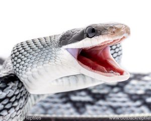 Vietnamese blue beauty snake for sale
