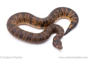 Viper boa for sale