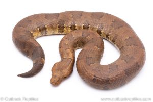 Viper boa for sale