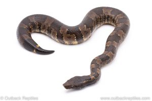 viper boa for sale