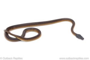 white lipped d'albert's python for sale