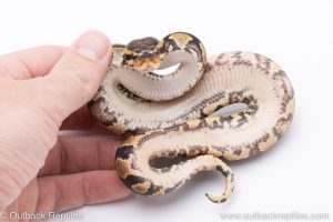 yellowbelly het clown ball python for sale