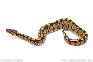 yellowbelly het clown ball python for sale