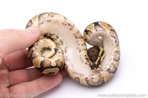 yellowbelly het clown ball python for sale