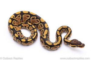 yellowbelly het clown ball python for sale