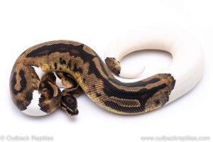 Pied het albino ball python for sale
