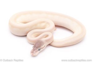 Blue eyed lucy ball python for sale