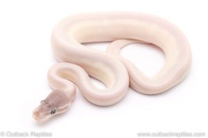 Blue Eyed Lucy ball python for sale