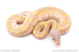 banana ball python for sale