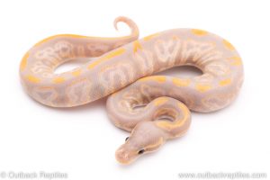 Banana Black Pastel ball python for sale