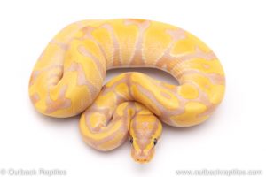 Banana Enchi ball python for sale