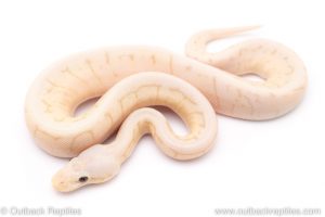 Banana Killer spinner blast ball python for sale