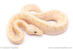 banana killer spinner blast ball python for sale