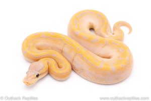 Lemon Blast Banana ball python for sale