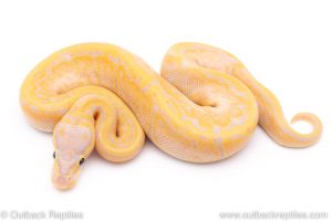 Lemon Blast Banana ball python for sale