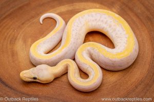 Banana Leopard Lemon Blast ph VPI ball python for sale