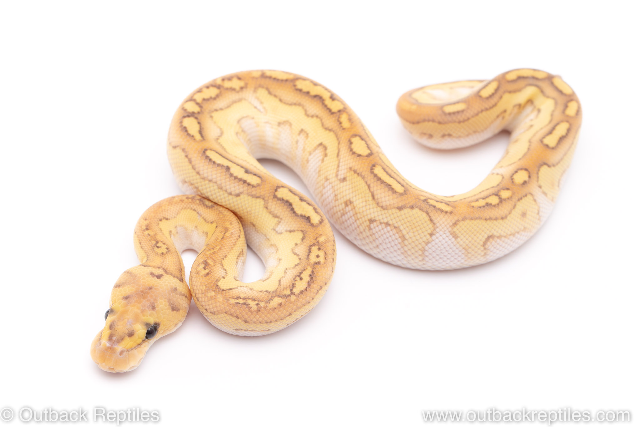 Banana Lesser Clown | Outback Reptiles