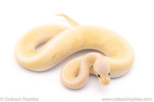 banana pewter pinstripe ball python for sale