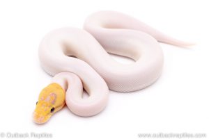 banana spied ball python for sale