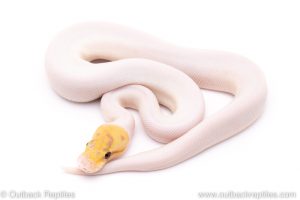 banana spied ball python for sale