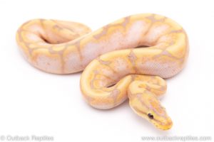 Banana Spider ball python for sale