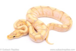 Banana Spider ball python for sale