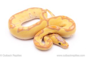 banana enchi clown ball python for sale