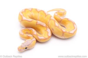 Banana enchi clown ball python for sale