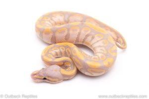 Banana het clown ball python for sale