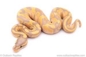 Banana het pied ball python for sale