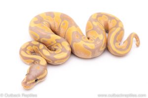 Banana het pied ball python for sale