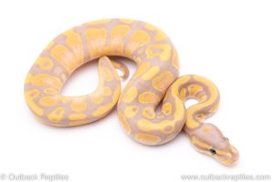 banana het pied ball python for sale