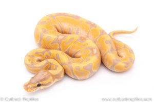 Banana ball python for sale