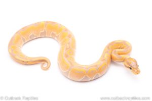 banana het red axanthic ball python for sale