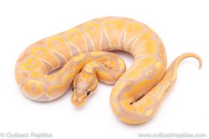 banana het red axanthic ball python for sale