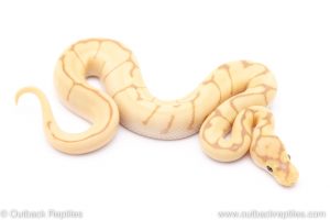 bumblebee banana clown ball python for sale