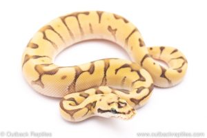 Bumblebee mojave enchi Bumblebee Mojave Enchi ball python for sale