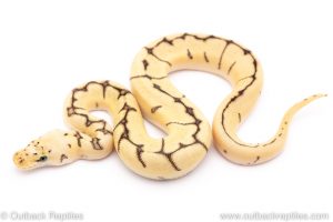 bumblebee clown ball python for sale