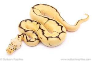 bumblebee clown ball python for sale