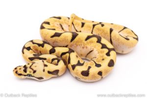 Bumblebee ball python for sale