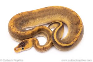 Champagne ball python for sale