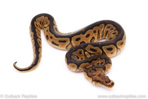 Clown ball python for sale