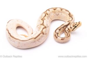 calico sable lesser bumblebee ball python for sale