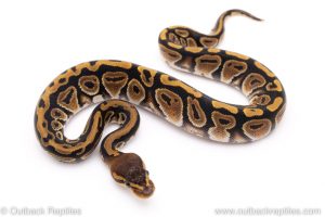 cypress ball python for sale