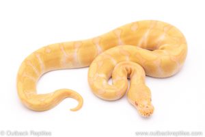 Enchi Candino ball python for sale