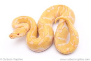 Enchi Candino ball python for sale