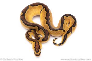 Enchi clown ball python for sale